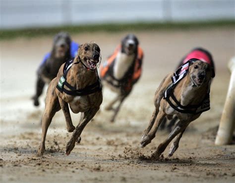 kingdom greyhound track results tonight.